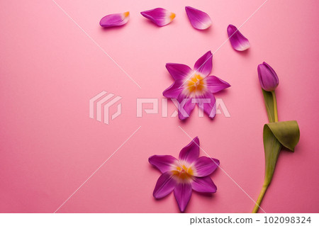Composition of tulip petals wiht purple tulip laying on a pink background. Flat lay. Copy space Composition of tulip petals wiht purple tulip laying on a pink background. Flat lay. Copy space 102098324