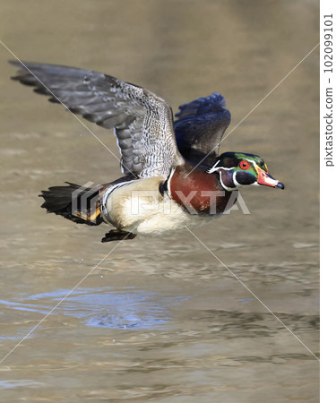 Colorful Wood Duck take off from the lake, Quebec, Canada 102099101