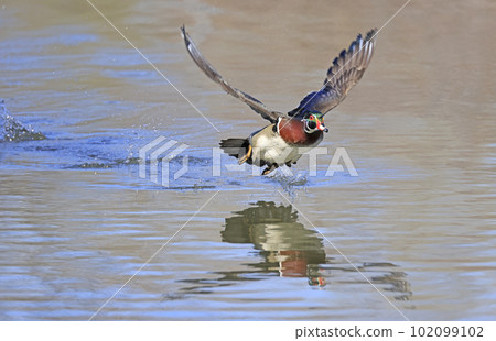 Colorful Wood Duck take off from the lake, Quebec, Canada 102099102
