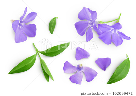 wild periwinkle flowers isolated on white background. Top view. Flat lay. 102099471