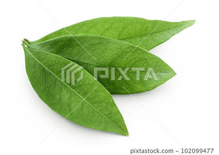 Green lychee leaf isolated on a white background. Top view. Flat lay 102099477