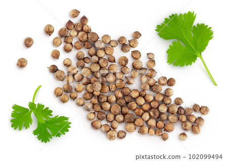 Dried coriander seeds with fresh green leaf isolated on white background. Top view. Flat lay 102099494