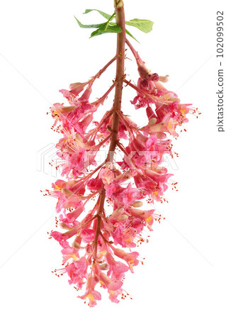 Aesculus x carnea or red horse chestnut isolated on white background Aesculus x carnea or red horse chestnut isolated on white background 102099502