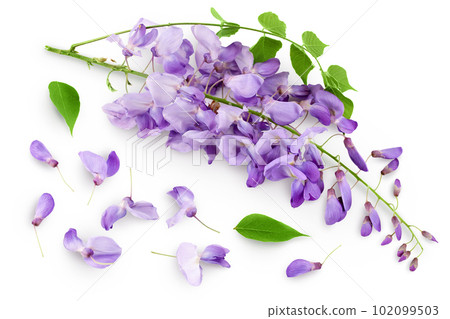 Wisteria flowers isolated on white background with full depth of field 102099503