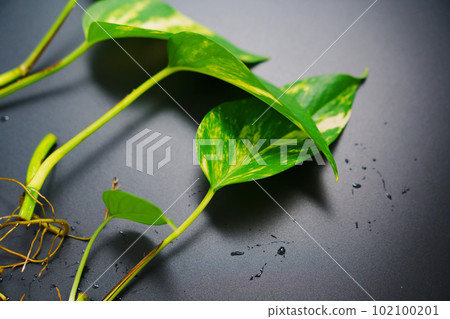 the sprout of Epipremnum golden on a black background. the sprout of Epipremnum golden on a black background. 102100201