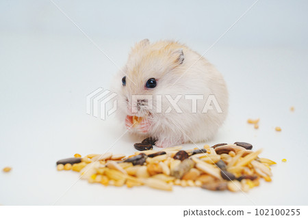 A small white with red Dzungar hamster eats seeds on a white table.  102100255