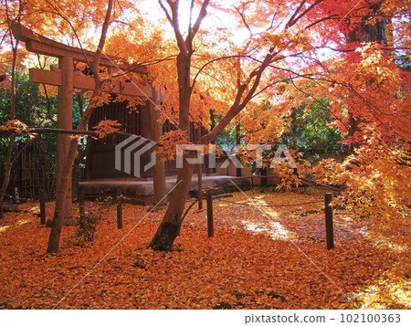 Scenery of Renge-ji temple precincts with vivid autumn leaves 102100363