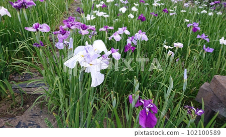 哈娜莎華 102100589