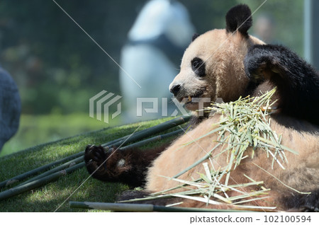 Yoshihama chooses delicious bamboo 102100594
