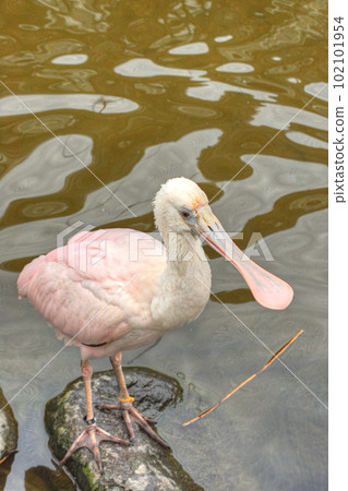 Benifera Benifera 102101954