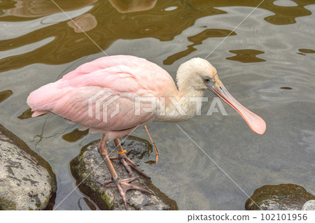 Benifera Benifera 102101956