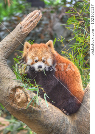Lesser panda Lesser panda 102102137