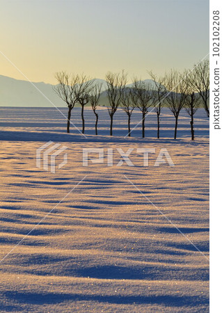 池原波佐木(新潟縣) 池原波佐木(新潟縣) 102102208