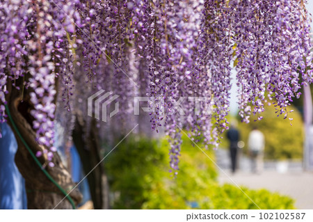 Wisteria trellises in full bloom, Fujioka City, Gunma Prefecture 102102587