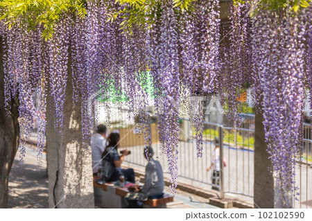 Wisteria trellises in full bloom, Fujioka City, Gunma Prefecture Wisteria trellises in full bloom, Fujioka City, Gunma Prefecture 102102590