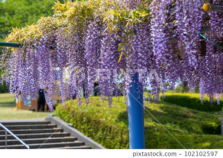 Wisteria trellises in full bloom, Fujioka City, Gunma Prefecture 102102597