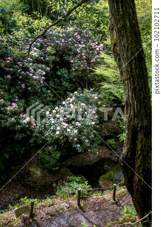 Kamagakedani Honshakunage社區 102102711