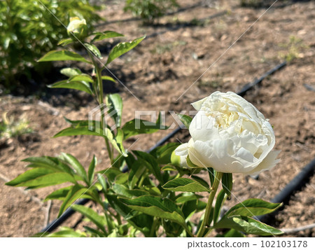 Growing Peonies (lat. Paeonia) in the Negev Desert Growing Peonies (lat. Paeonia) in the Negev Desert 102103178