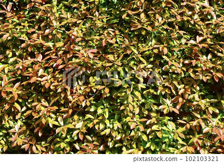 Red photinia hedge Background of the hedge 102103321