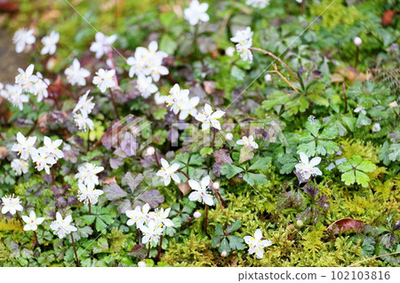 百考人花盛開 102103816