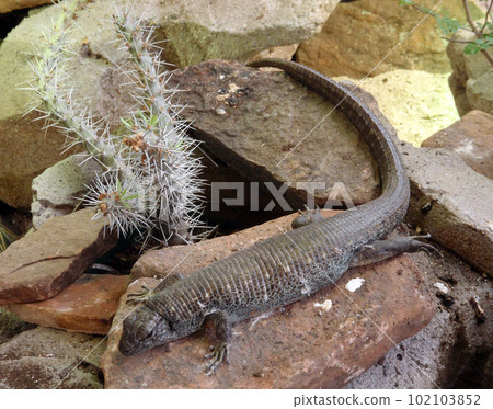 Lizard with long tail sits on rock Lizard with long tail sits on rock 102103852