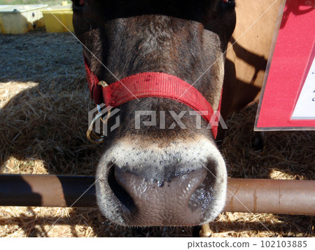 Close up of a cow nose 102103885