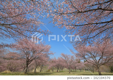 太陽櫻(拍攝地點:長湯溫泉垂枝櫻花村) 太陽櫻(拍攝地點:長湯溫泉垂枝櫻花村) 102104370