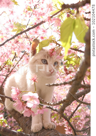 Kawazu cherry blossoms and cats Kawazu cherry blossoms and cats 102104478