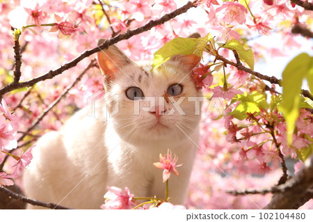 Kawazu cherry blossoms and cats Kawazu cherry blossoms and cats 102104480