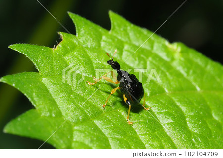 公主科布attelabidae 公主科布attelabidae 102104709