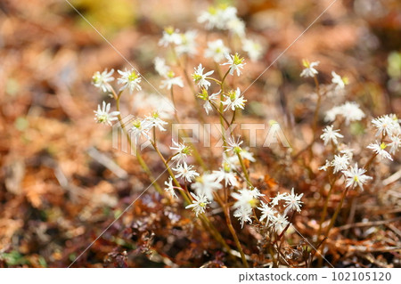 Super small flowers Seriba coptis flower Super small flowers Seriba coptis flower 102105120