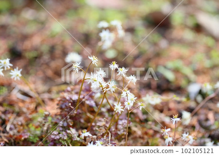 Super small flowers Seriba coptis flower Super small flowers Seriba coptis flower 102105121