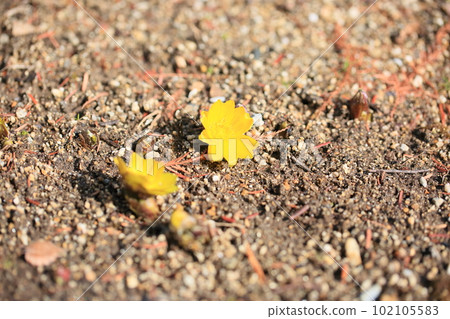 阿多尼斯花盛開 102105583