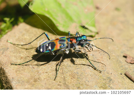 虎甲蟲（納米虎甲蟲） 102105697