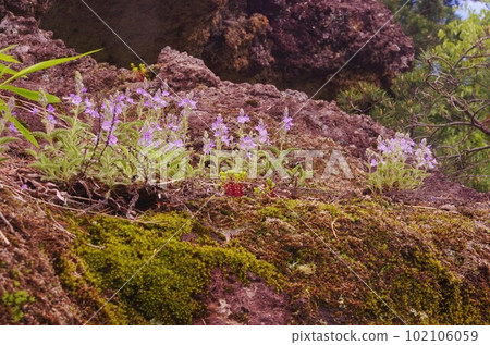 Michinoku stag beetle coloring deep mountains, tuff Michinoku stag beetle coloring deep mountains, tuff 102106059