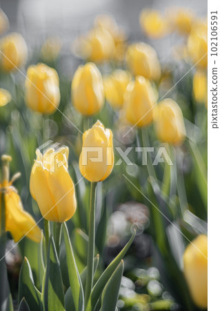 yellow tulips and bubble bokeh 102106591