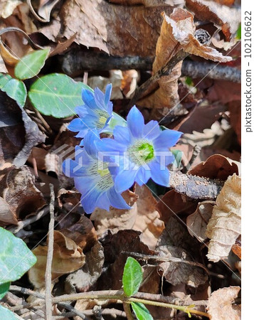 Brush Rindo Flower（埼玉縣深谷市兼久堂山/寄居町） 102106622