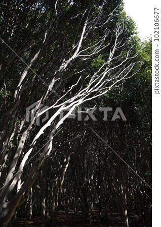 茶花樹和陰影 102106677