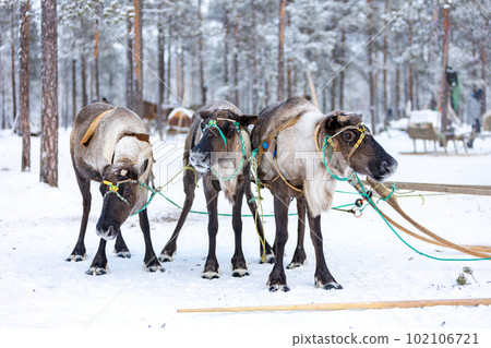 A team of deer in the standard ammunition of reindeer herders of the Komi Republic in the winter forest A team of deer in the standard ammunition of reindeer herders of the Komi Republic in the winter forest 102106721