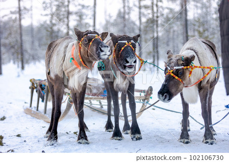 A team of three reindeer in the traditional ammunition of reindeer herders of the Komi Republic. 102106730