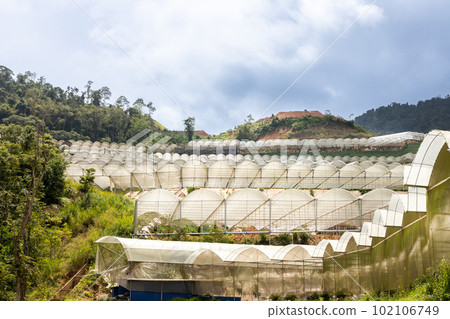 Generic industrial farming canopy in cameron highlands vegetable farming 102106749