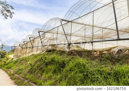 Closeup of generic industrial vegetables farming canopy in cameron highlands Closeup of generic industrial vegetables farming canopy in cameron highlands 102106750