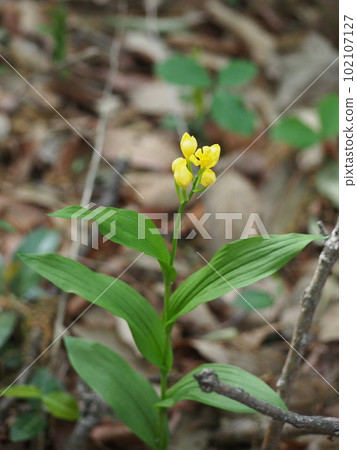 Golden Orchid Flower (Mt. Kotohira / Asami, Kasagake-cho, Midori City, Gunma Prefecture) Golden Orchid Flower (Mt. Kotohira / Asami, Kasagake-cho, Midori City, Gunma Prefecture) 102107127