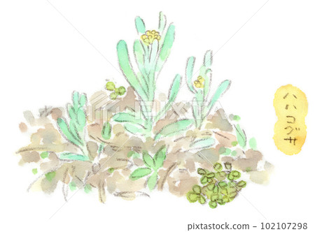 Spring flower, watercolor illustration of beautiful milky-colored cottonweed Spring flower, watercolor illustration of beautiful milky-colored cottonweed 102107298