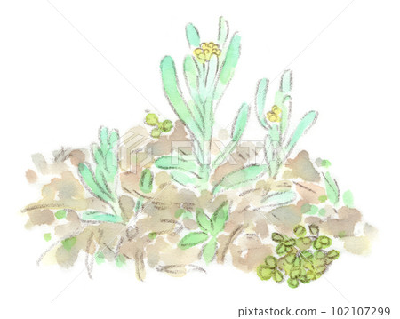 Spring flower, watercolor illustration of beautiful milky-colored cottonweed Spring flower, watercolor illustration of beautiful milky-colored cottonweed 102107299
