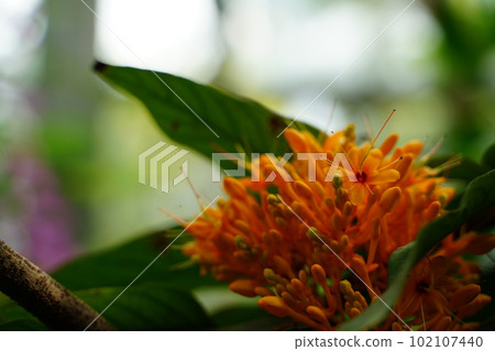 Muyuju, Asokanoki, Buddha, saraca, asoca, orange, flower, Shaka, 佛教, 102107440
