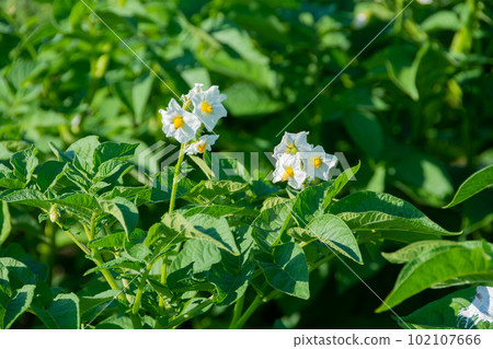 夏田中的白薯花 夏田中的白薯花 102107666