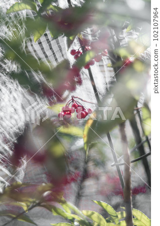 紅堅果 紅堅果 102107964