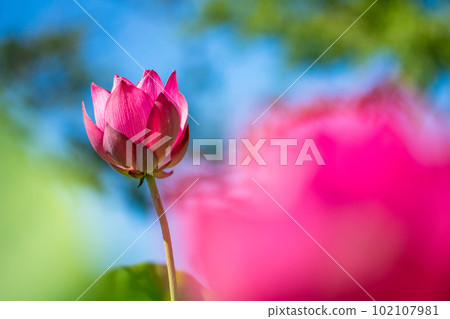 初夏晴好荷花初開 102107981