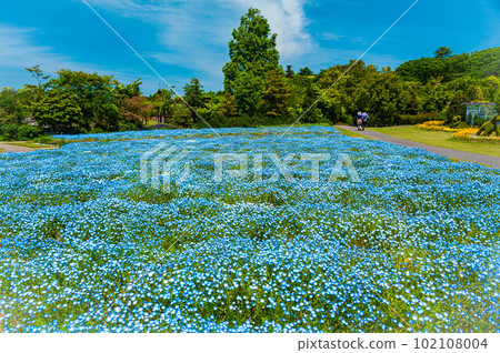 Noda City Nemophila flower field and blue sky Noda City Nemophila flower field and blue sky 102108004